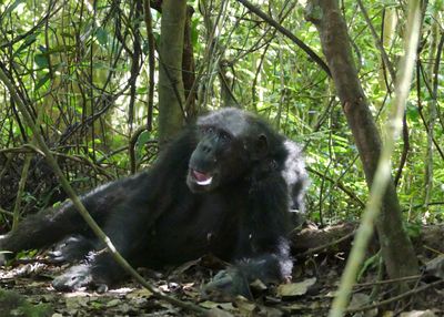 Chimpanzee_P1010848.jpg