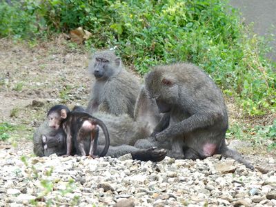 Olive Baboon_P1010763Rev.jpg