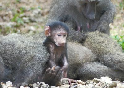 Olive Baboon_P1010767.jpg