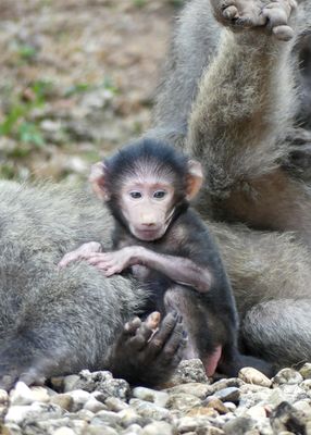 Olive Baboon_P1010773.jpg