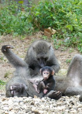Olive Baboon_P1010778.jpg