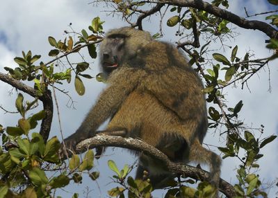 Olive Baboon_P1010782.jpg