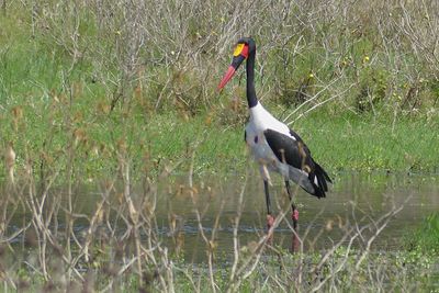 Saddle-billed Stork_P1030182.jpg