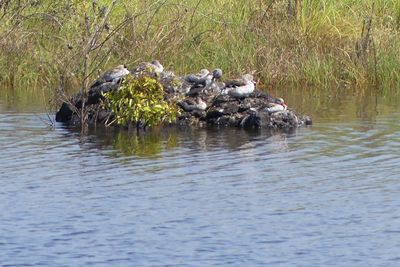 Cape Teal_P1030271.jpg