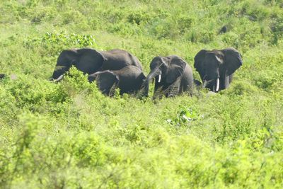 African Elephant_P1030283.jpg