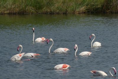 Lesser Flamingo_P1030203.jpg