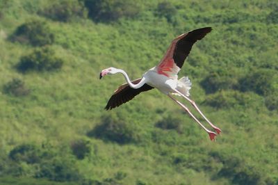 Lesser Flamingo_P1030206.jpg