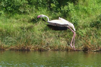 Lesser Flamingo_P1030207.jpg