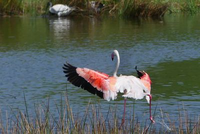 Lesser Flamingo_P1030211.jpg
