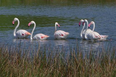 Lesser Flamingo_P1030213.jpg