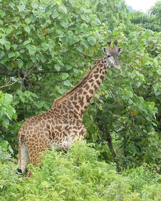 Masai Giraffe_P1020665.jpg