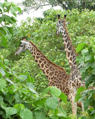 Masai Giraffe_P1020673.jpg