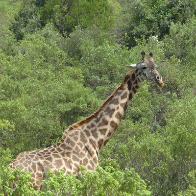 Masai Giraffe_P1030028.jpg