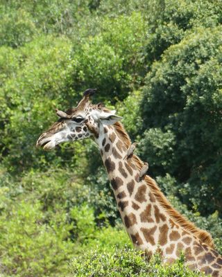 Masai Giraffe with Oxpeckers_P1030042.jpg