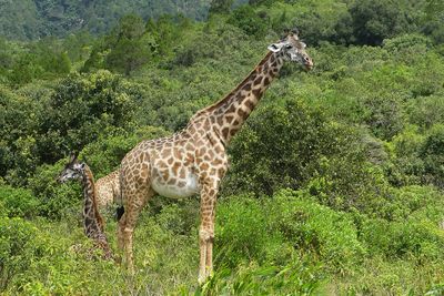 Masai Giraffe_P1030048.jpg