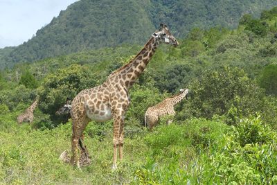 Masai Giraffe_P1030062.jpg