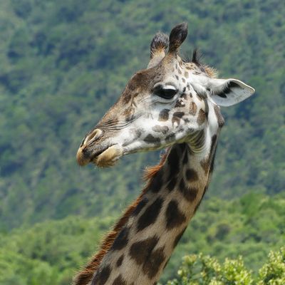 Masai Giraffe_P1030067.jpg