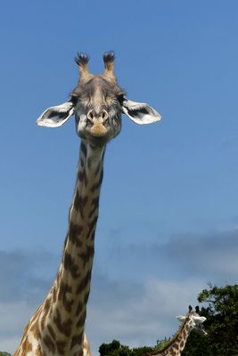 Masai Giraffe_P1030078.jpg