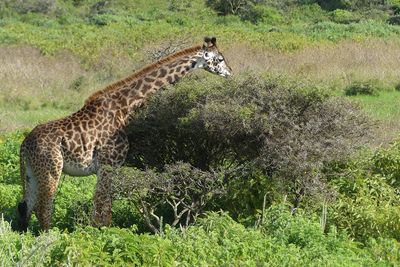 Masai Giraffe_P1030301.jpg
