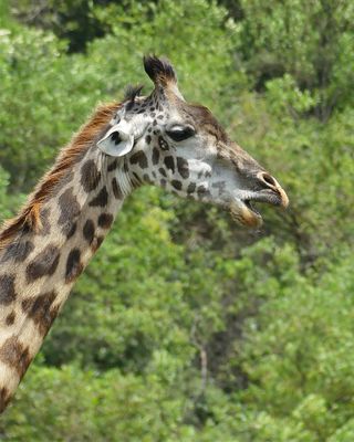 Masai Giraffe_RevP1030036.jpg