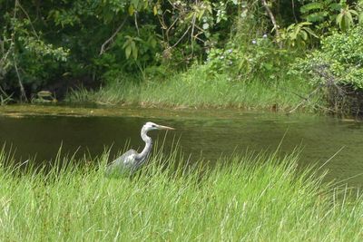 Grey Heron_P1020854.jpg