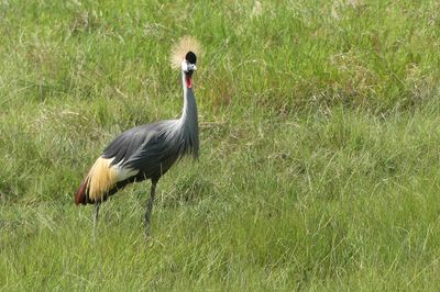 Grey-crowned Crane_P1030241.jpg
