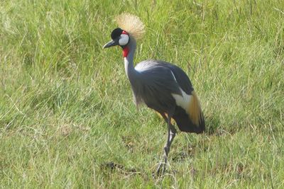 Grey-crowned Crane_P1030232.jpg
