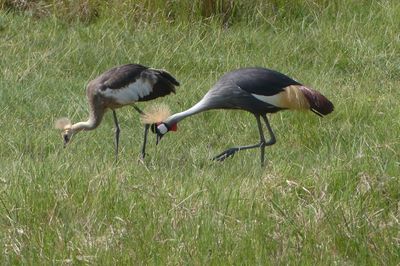 Grey-crowned Crane_P1030236.jpg