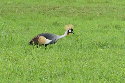 Grey-crowned-Crane_P1020685.jpg