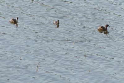 Little Grebe_P1030264.jpg