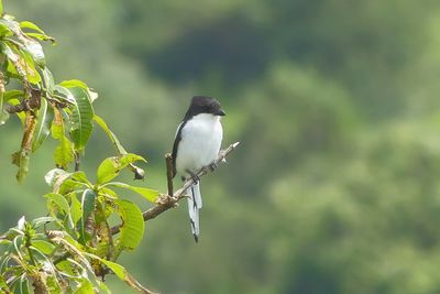 Long-tailed Fiscal_P1030024.jpg