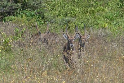 Waterbuck_P1030150.jpg