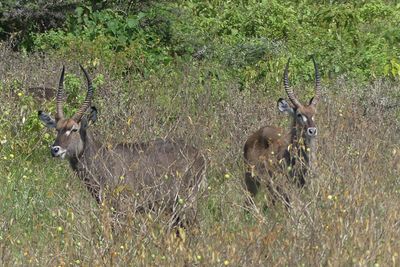 Waterbuck_P1030165.jpg