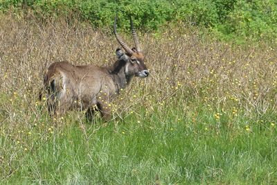 Waterbuck_P1030185.jpg