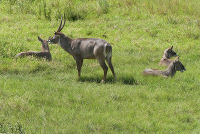 Waterbuck_P1030229.jpg