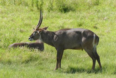 Waterbuck_P1030243.jpg
