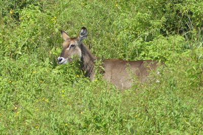 Waterbuck_P1030250.jpg