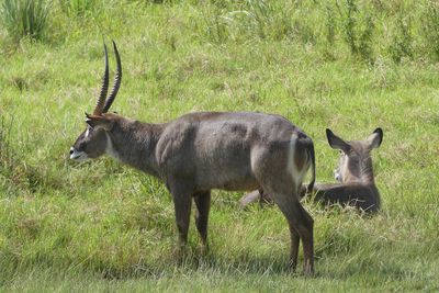 Waterbuck_P1030262.jpg