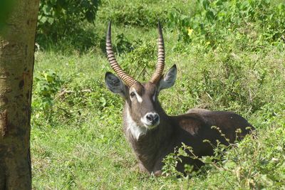 Waterbuck_P1030276.jpg