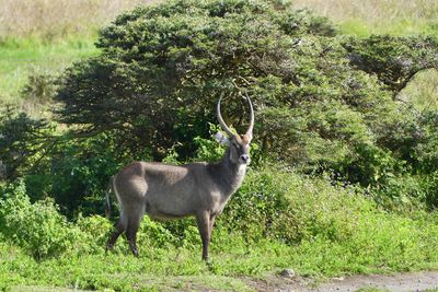 Waterbuck_P1030305.jpg