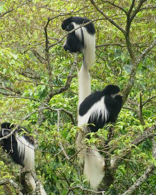 Mamntled Guereza_P1020753.jpg