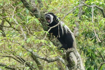 Mantled Guereza_ P1020775.jpg