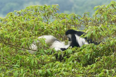 Mantled Guereza_P1020772.jpg