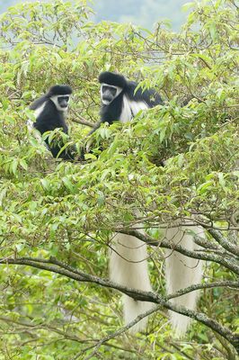 Mantled Guereza_P1020788.jpg