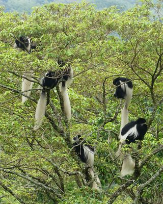 Mantled Guiereza_P1020755.jpg