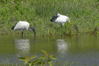 African Sacred Ibis_P1030159.jpg