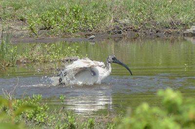 African Sacred Ibis_P1030163.jpg