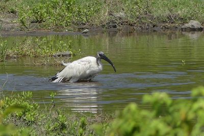 African Sacred Ibis_P1030174.jpg