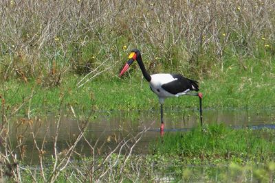 Saddle-billed Stork_P1030179.jpg