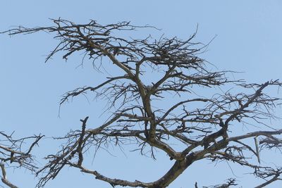 Tree_P1030116.jpg